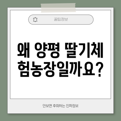 왜 양평 딸기체험농장일까요?