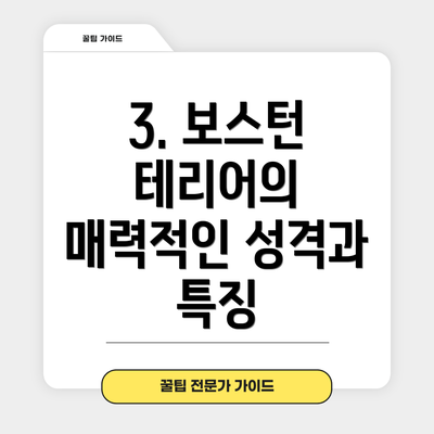 3. 보스턴 테리어의 매력적인 성격과 특징