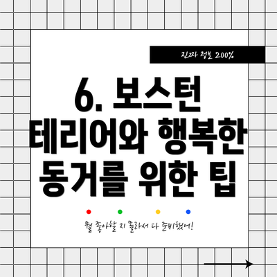 6. 보스턴 테리어와 행복한 동거를 위한 팁